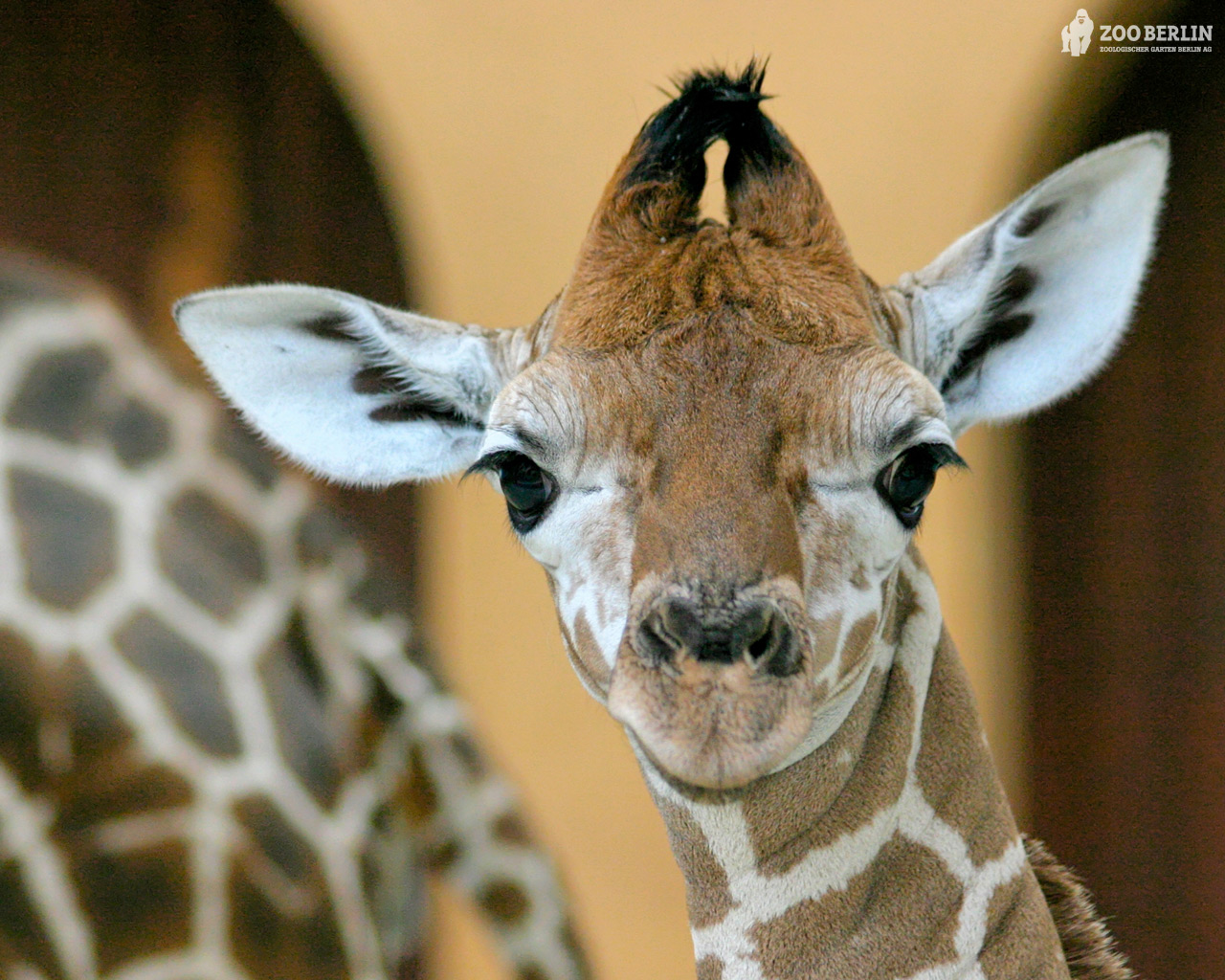 [zoo-berlin_giraffe_1280x1024.jpg]