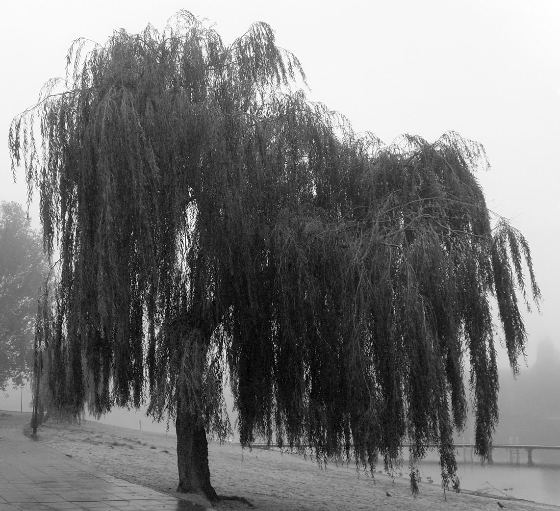 [Weeping_Willow_by_pap911.jpg]