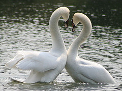 [swan+pair.jpg]