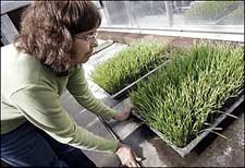 Photo of a research technician peering at a flat of wheat plants in a greenhouse