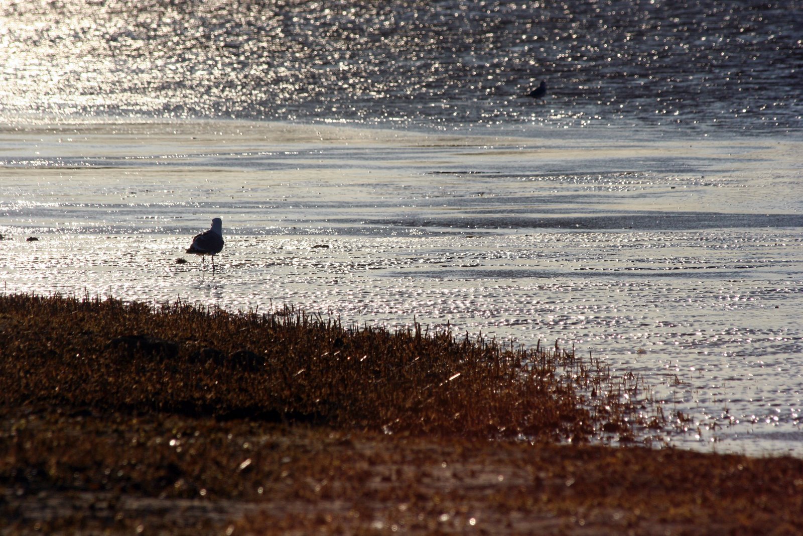 [Late+afternoon+gull_0150.jpg]