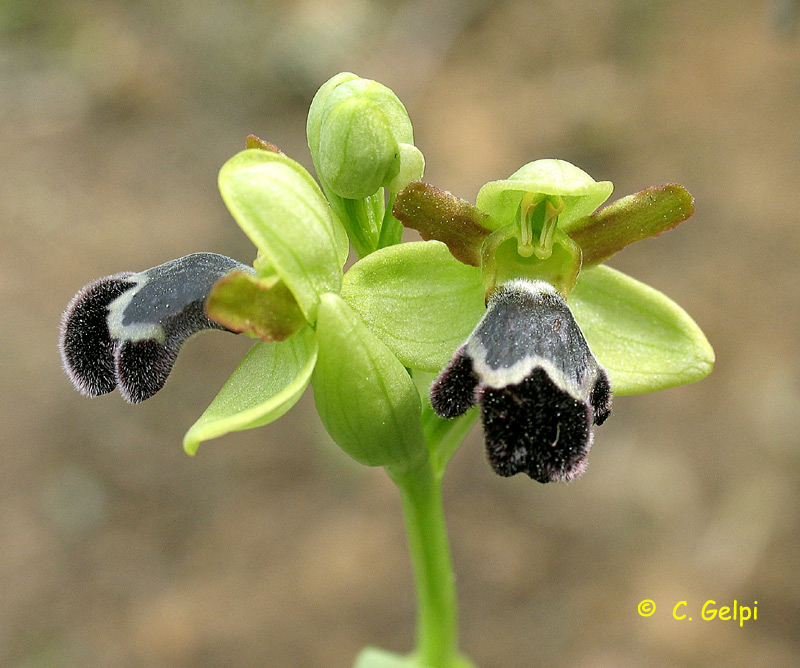 [2-Ophrys+dyris-771754.jpg]