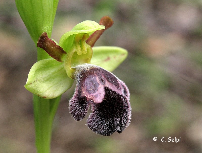 [3-Ophrys+dyris-776685.jpg]