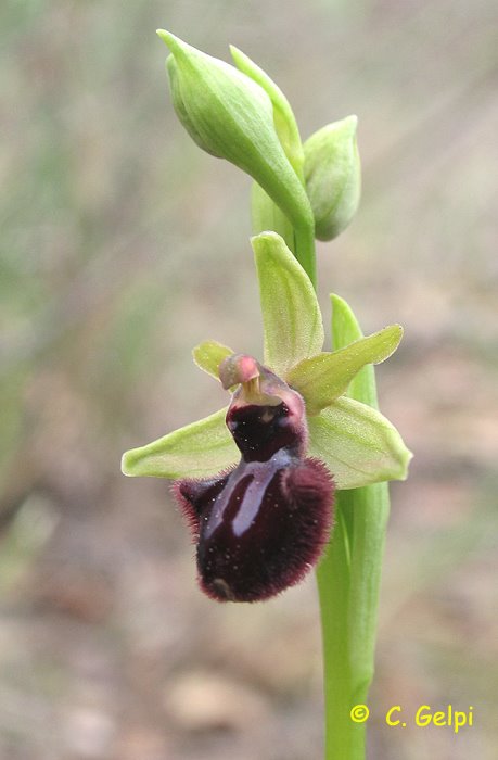 [6-Ophrys+incubacea-799926.jpg]