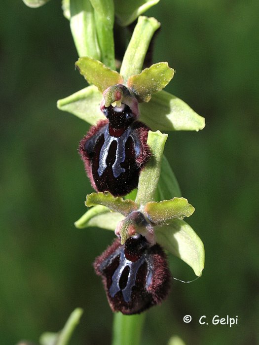 [2-Ophrys-incubacea-746761.jpg]