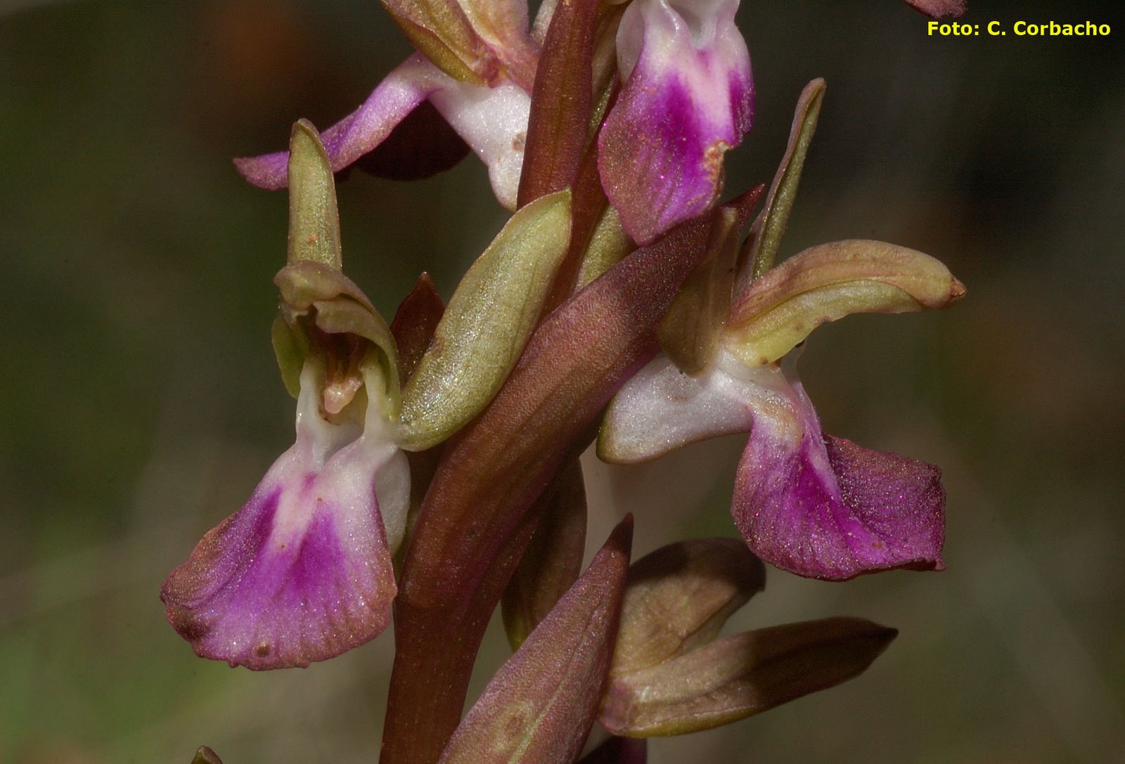 [Orchis+collina-724411.jpg]