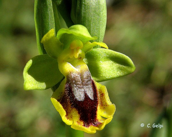 [1-Ophrys-lutea-704700.jpg]