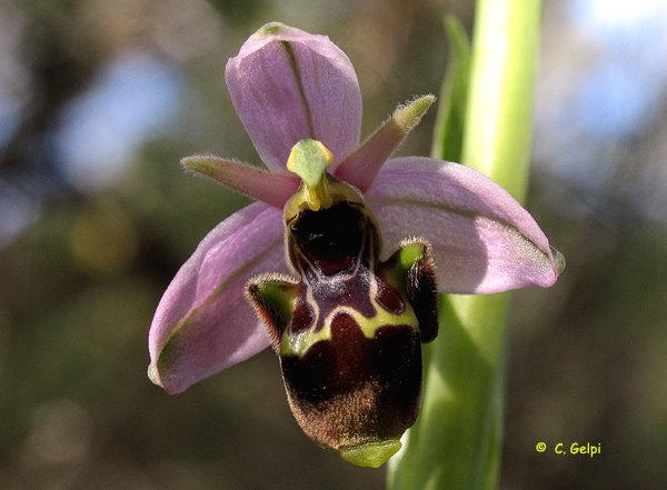 [1-Ophrys-scolopax-711329.jpg]