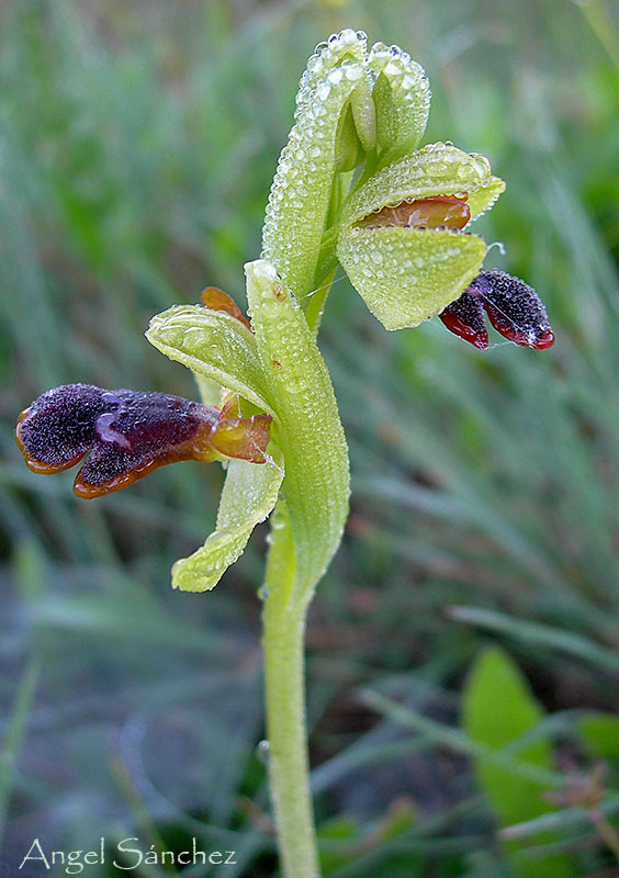 [Ophrys-algarvensis-001-759952.jpg]