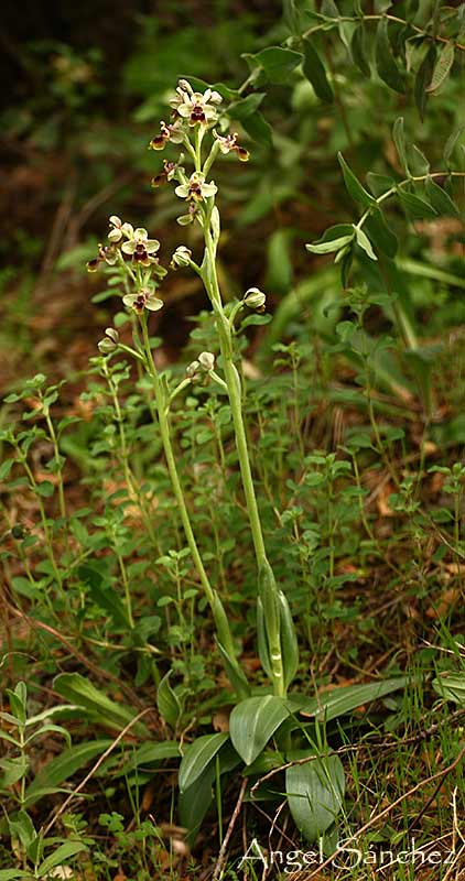 [Ophrys-tentrhedinifera-749661.jpg]