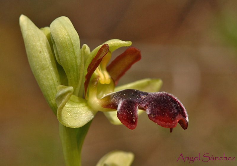 [Ophrys-algarviensis-101-762585.jpg]