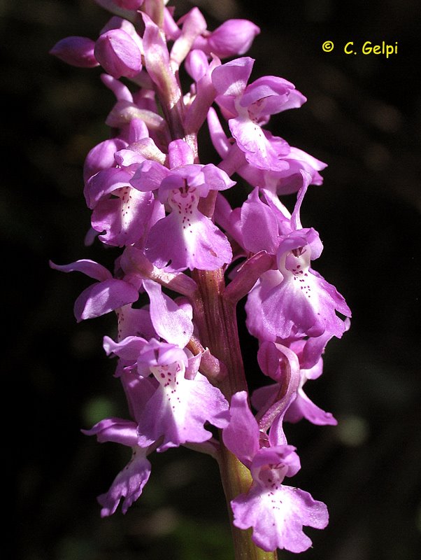 [2-Orchis-mascula-712472.jpg]