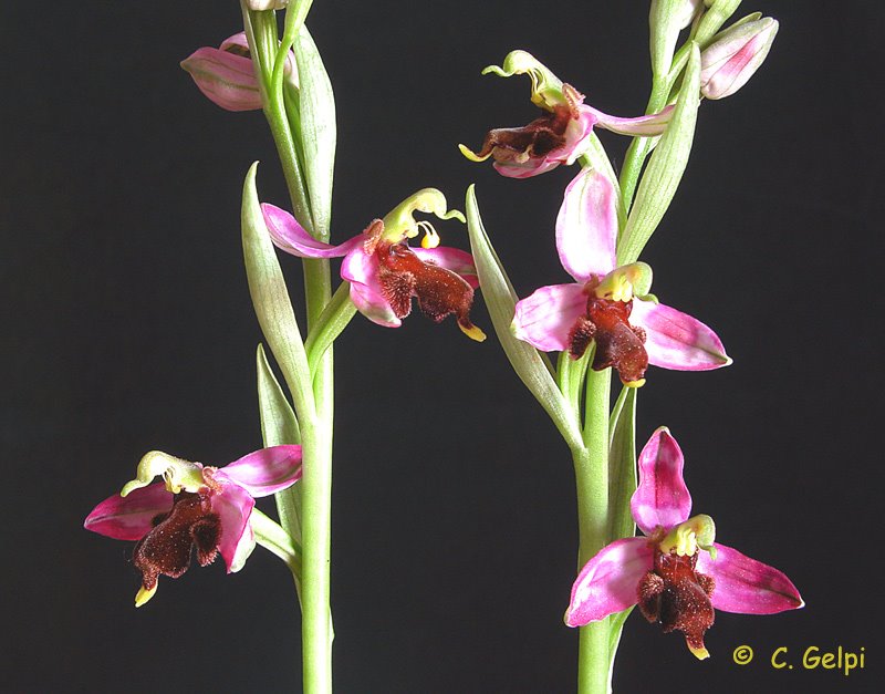 [4-Ophrys+apifera+v+almaracensis-742988.jpg]