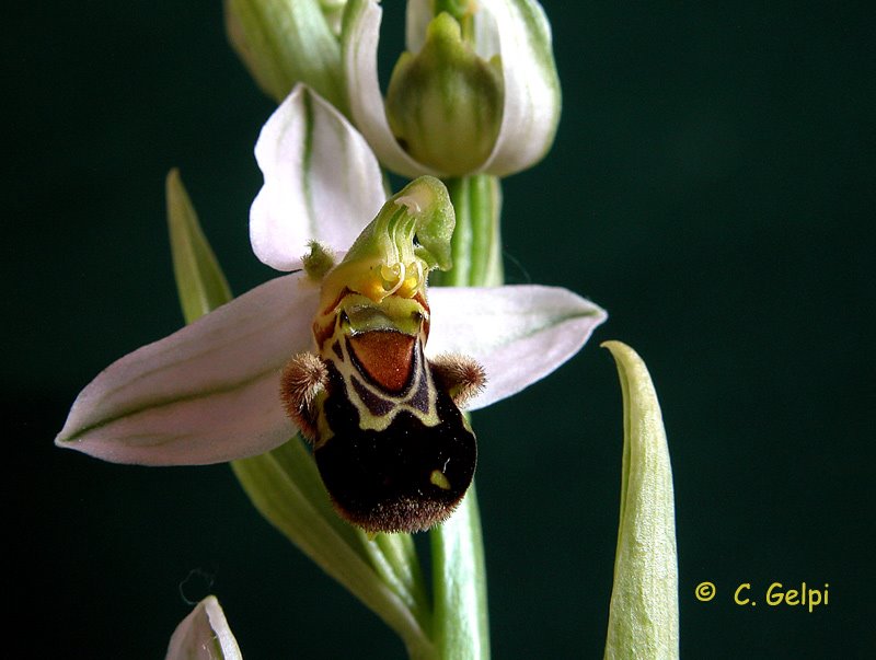 [2-Ophrys+apifera+v+apifera-767100.jpg]