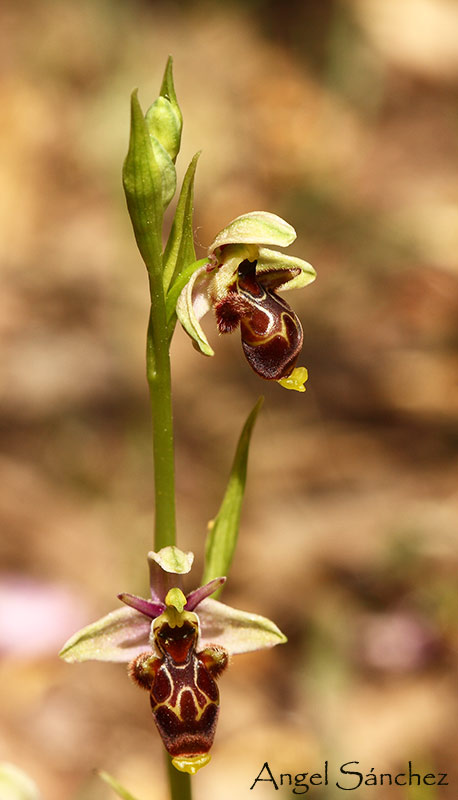 [Ophrys-grupo-scolopax-030-749125.jpg]