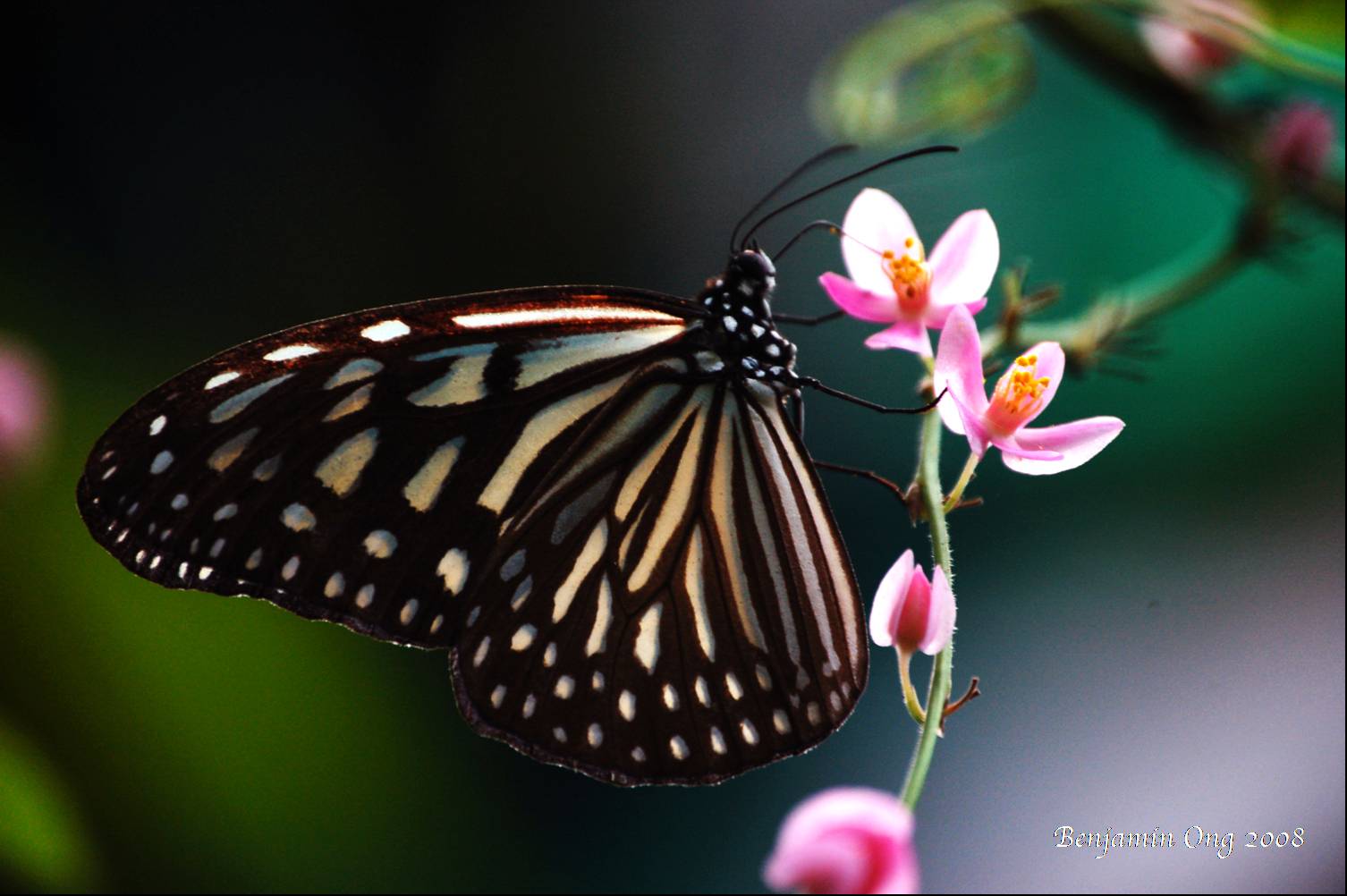 [butterfly+on+flower.jpg]