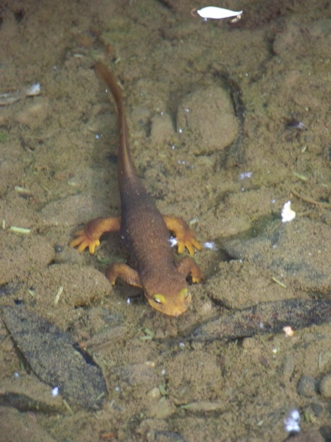 [salamander2.jpg]