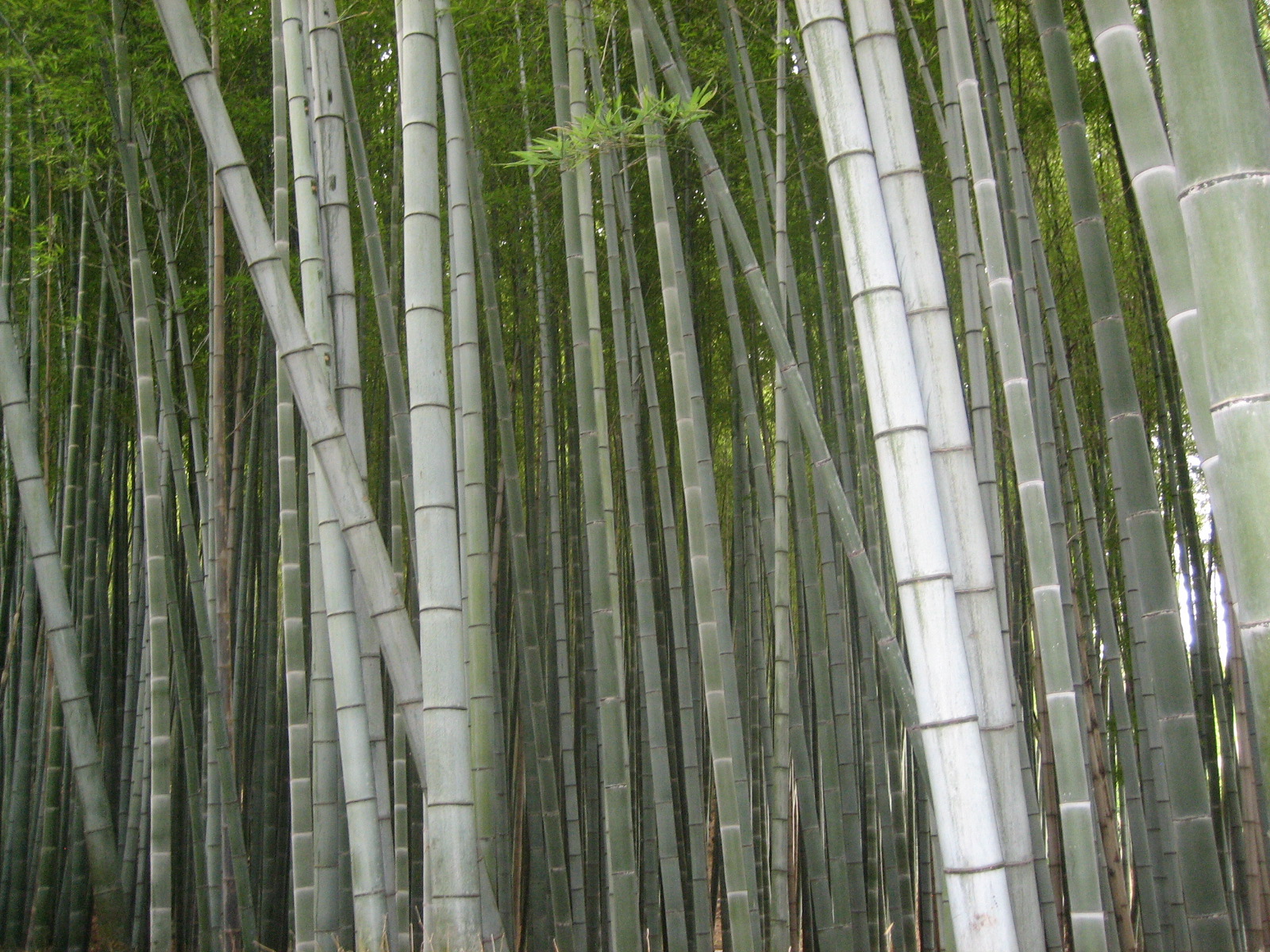[bambootrunks.JPG]