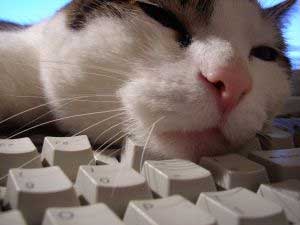 [cat-on-keyboard.jpg]