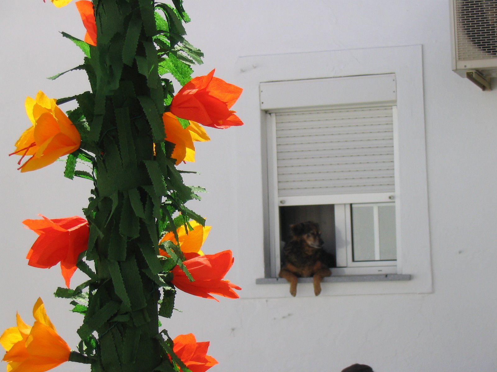 [janela+canina.jpg]