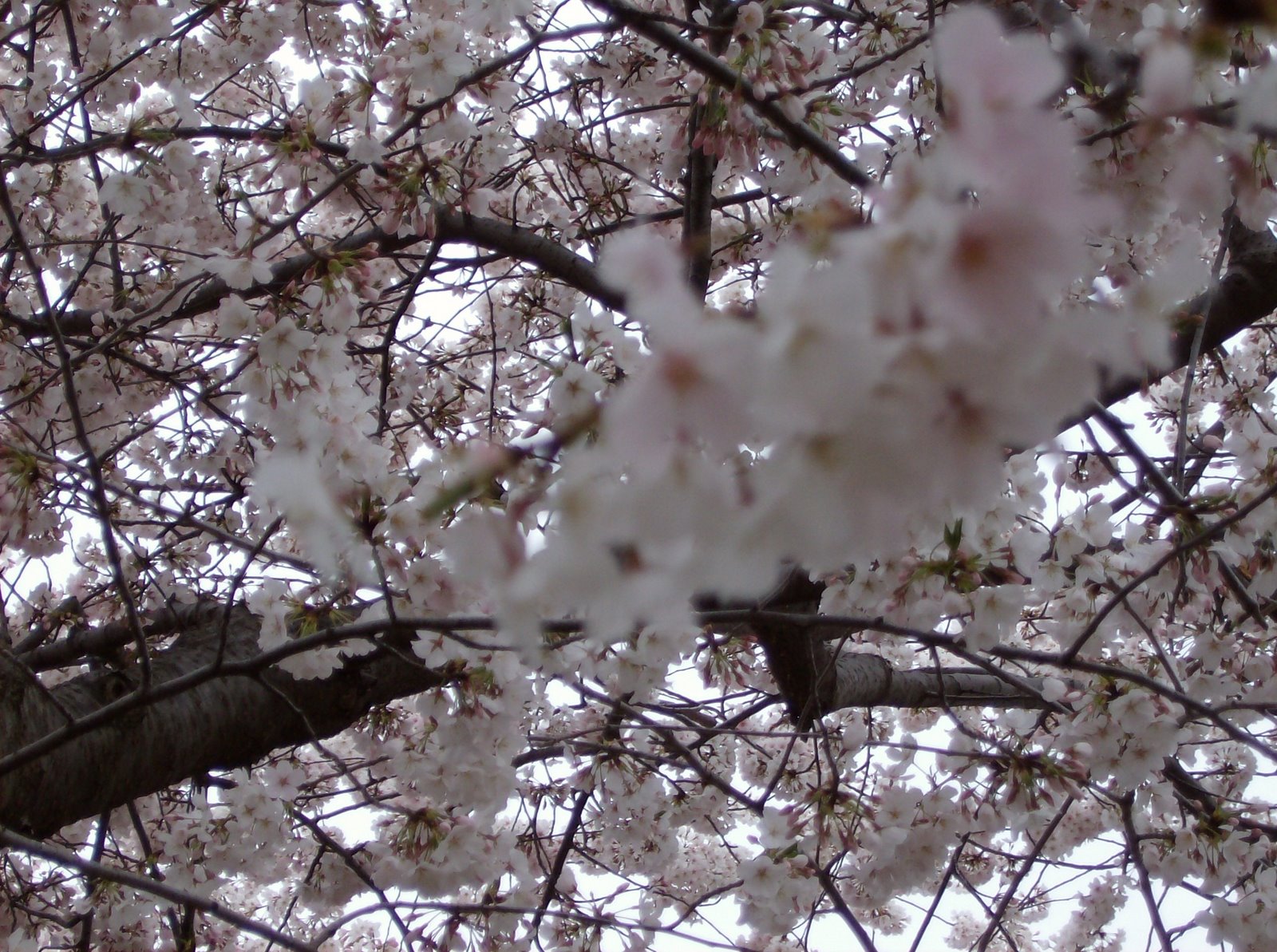 [Full+Blossom+-+Close+Up.jpg]