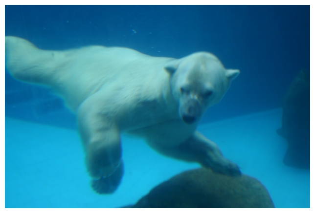 [Swimming+Polar+Bear.jpg]