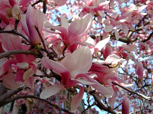 [magnolia1.jpg]