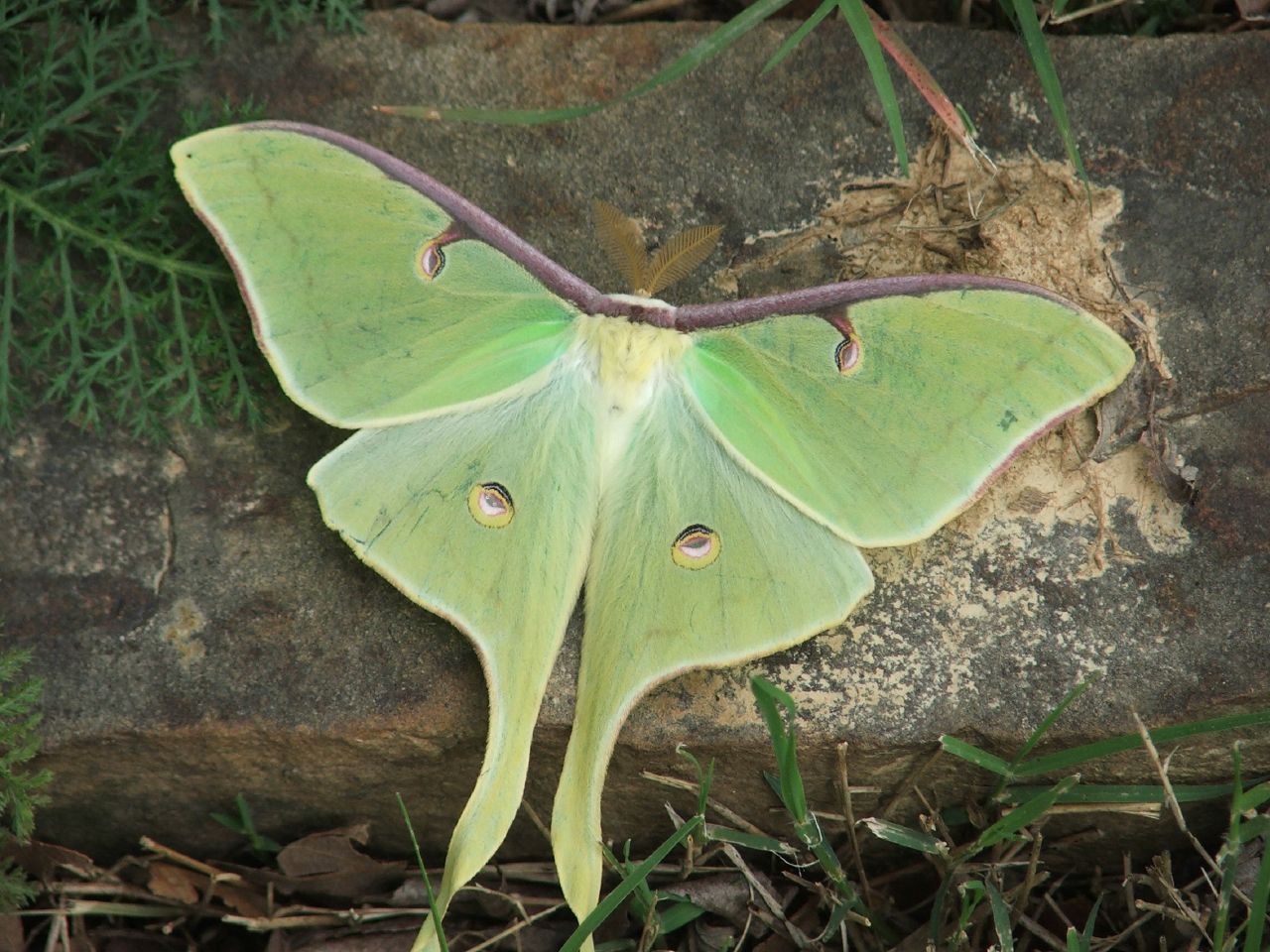 [moth.jpg]