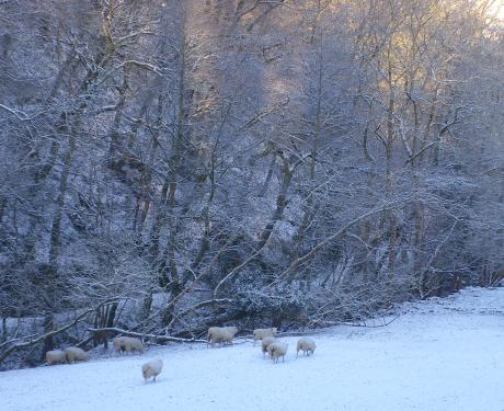 sheep in the early morning snow