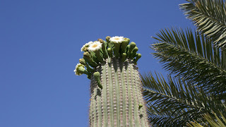 a cactus with flowers on top