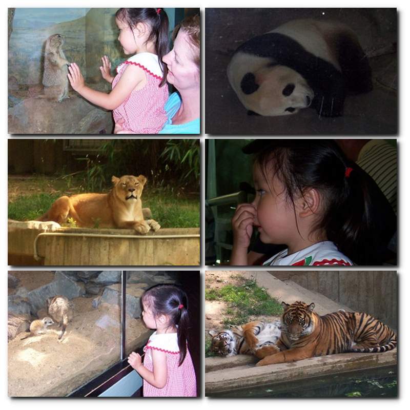 [national+zoo+Collage.jpg]