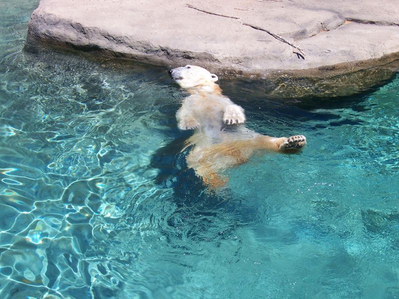 [polar+bear+swimming.jpg]