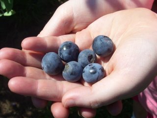 [Fresh+blueberries-2.jpg]