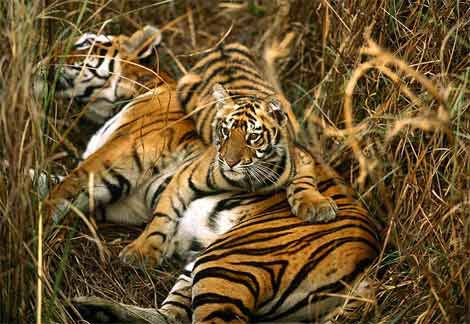 [bengal-tigers-two-cubs.jpg]