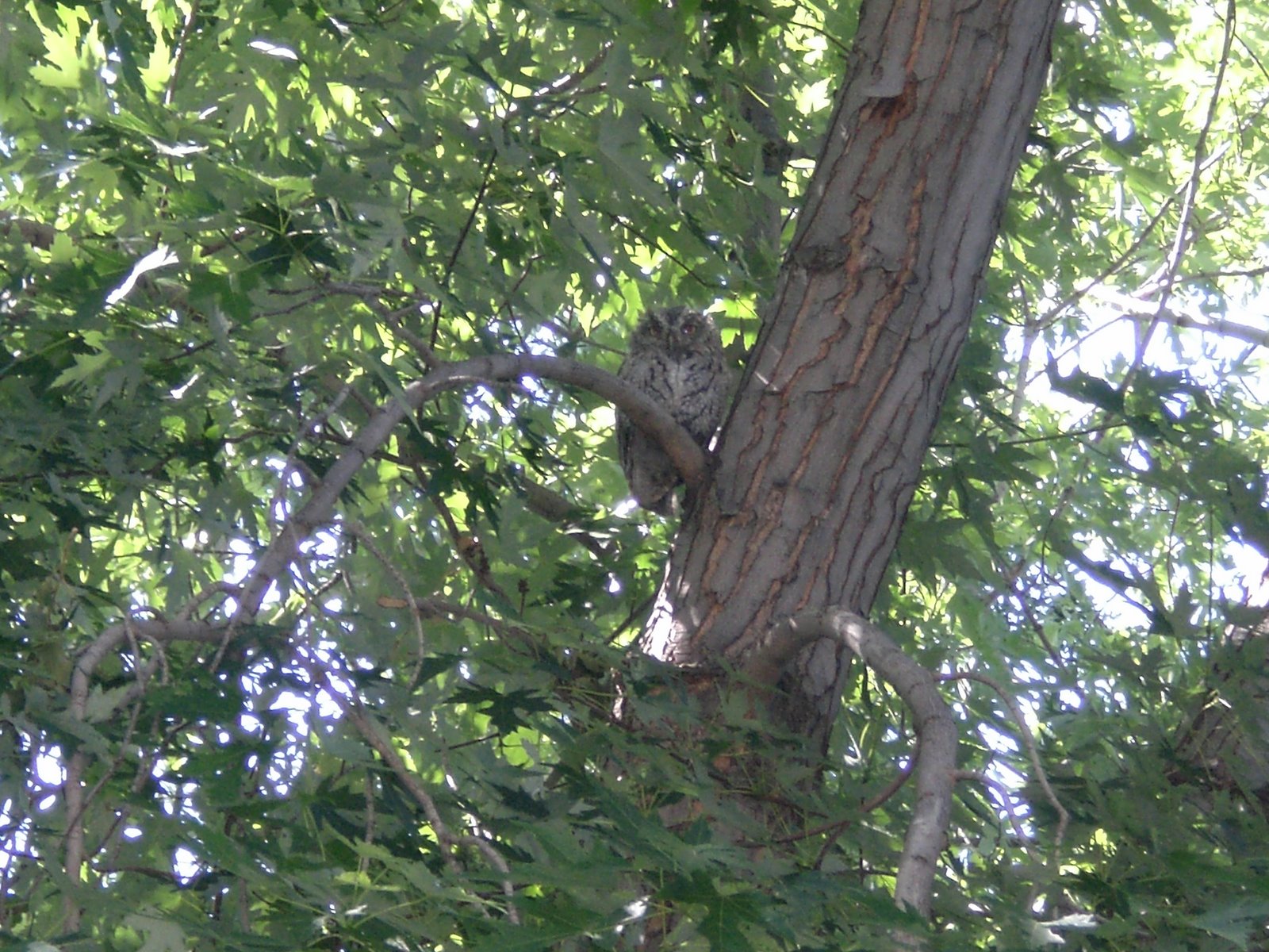 [Owl+in+Tree+018.jpg]