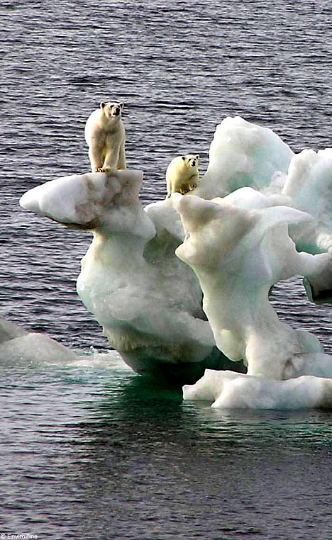 [Polar+Bears+Global+Warming.jpg]