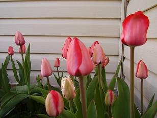 [tulip3.JPG]