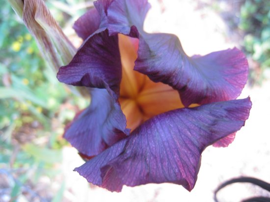 [1.1204909200.rare-purple-iris.jpg]