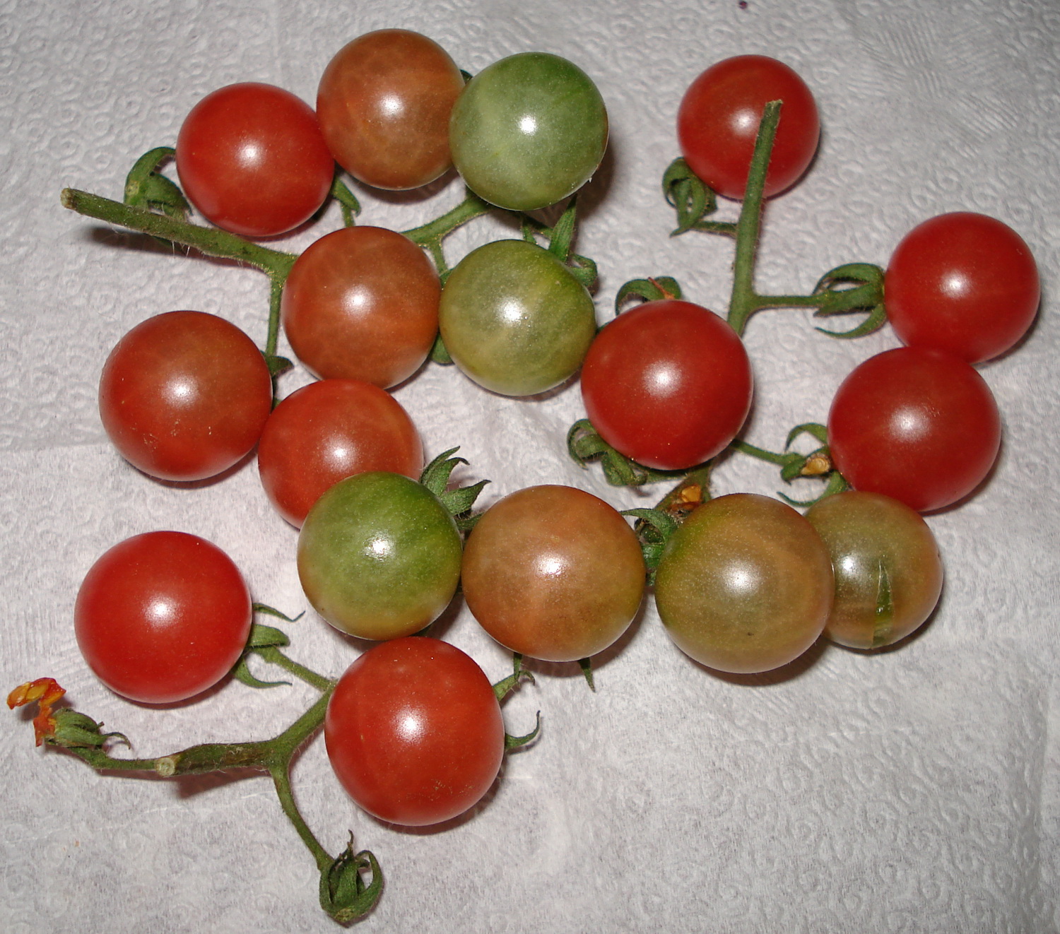 [Cherry+Tomato.jpg]