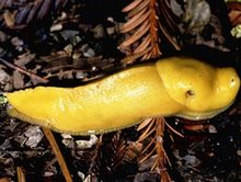 [banana+slug.jpg]