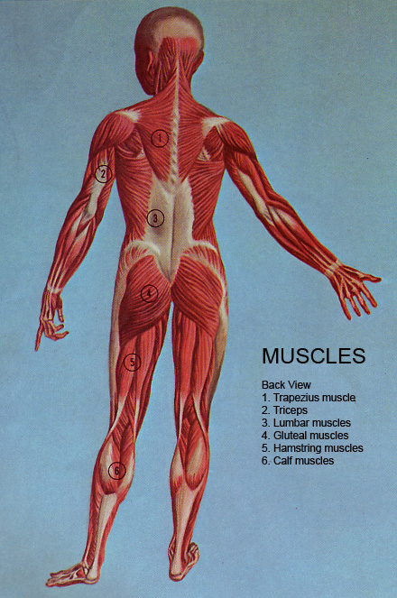[muscle_trapezius_triceps_gluteal_hamstring.jpg]