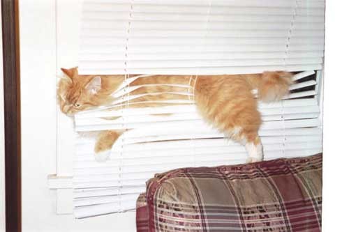 [cat-blinds.jpg]