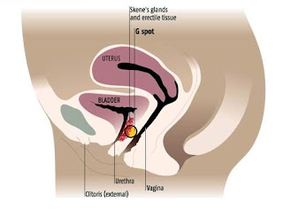 Cancer de prostata ubicacion