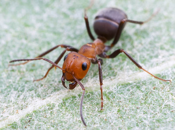 [giant+ant.JPG]