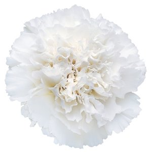 [White_Carnation_Flower_300.jpg]
