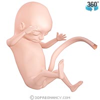 [14-weeks-pregnant.jpg]