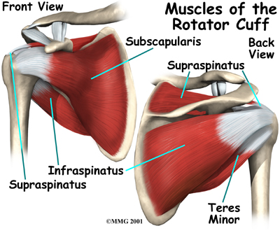 [shoulder_anatomy_muscles01.jpg]