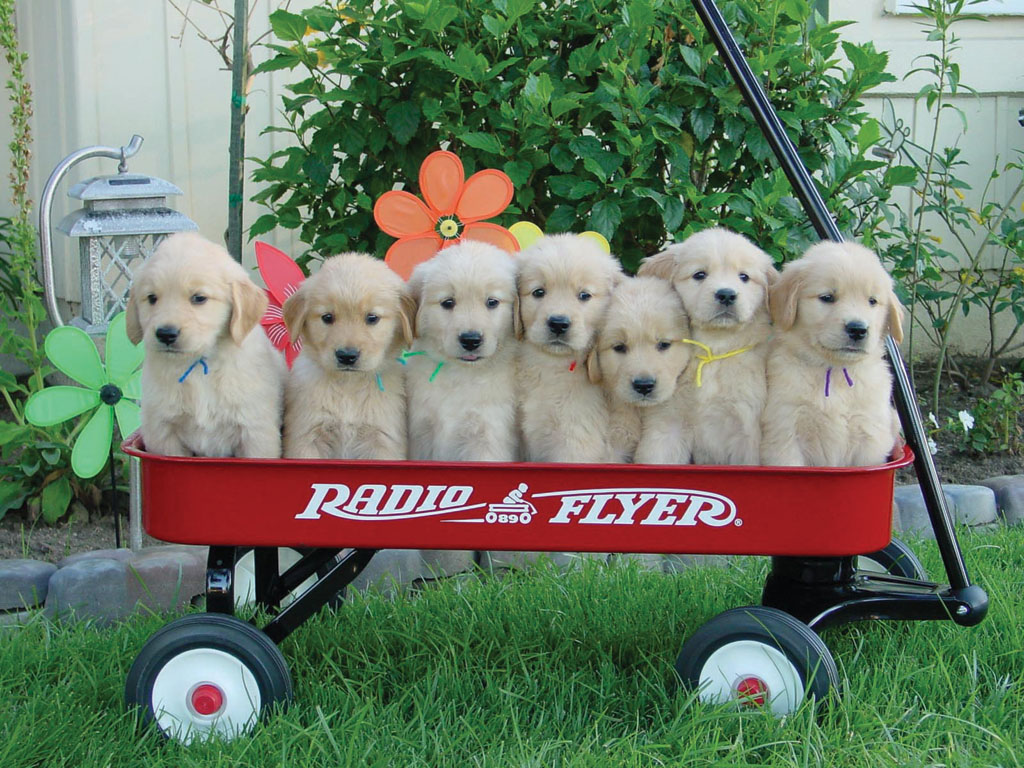 [Puppies+lined+up+in+a+cart+001.jpg]