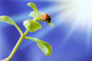[ladybird_on_green_plant.jpg]