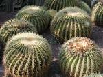 [cactuses.jpg]